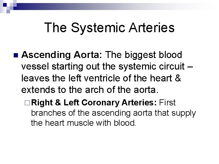The Systemic Arteries n Ascending Aorta: The biggest blood vessel starting out the systemic