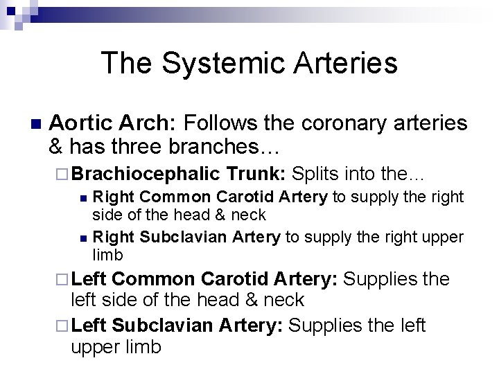 The Systemic Arteries n Aortic Arch: Follows the coronary arteries & has three branches…