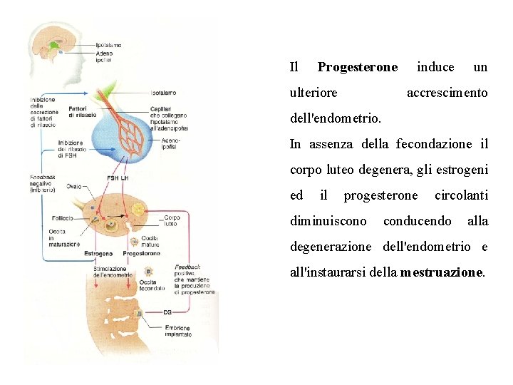 Il Progesterone ulteriore induce un accrescimento dell'endometrio. In assenza della fecondazione il corpo luteo