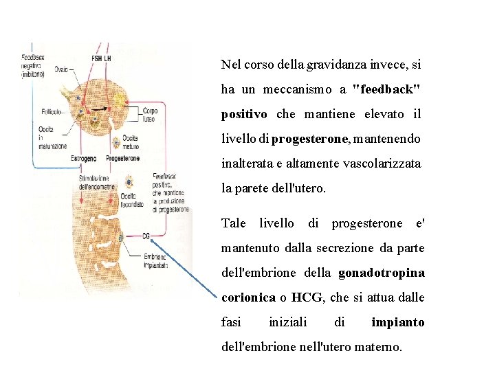 Nel corso della gravidanza invece, si ha un meccanismo a "feedback" positivo che mantiene