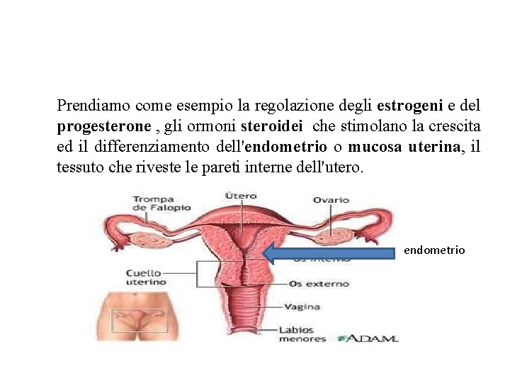 Prendiamo come esempio la regolazione degli estrogeni e del progesterone , gli ormoni steroidei