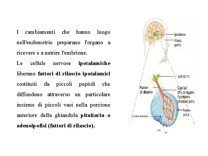 I cambiamenti che hanno luogo nell'endometrio preparano l'organo a ricevere e a nutrire l'embrione.