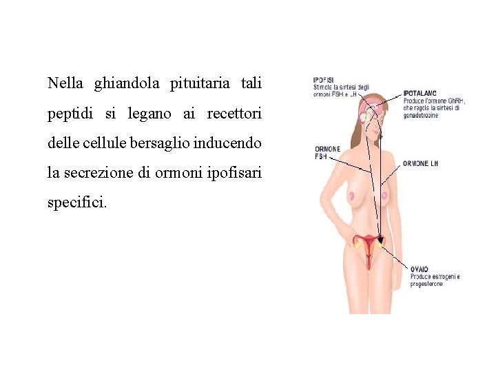 Nella ghiandola pituitaria tali peptidi si legano ai recettori delle cellule bersaglio inducendo la