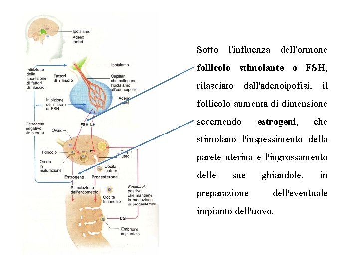 Sotto l'influenza dell'ormone follicolo stimolante o FSH, rilasciato dall'adenoipofisi, il follicolo aumenta di dimensione