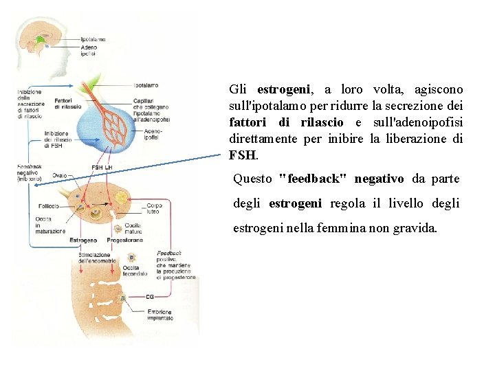 Gli estrogeni, a loro volta, agiscono sull'ipotalamo per ridurre la secrezione dei fattori di