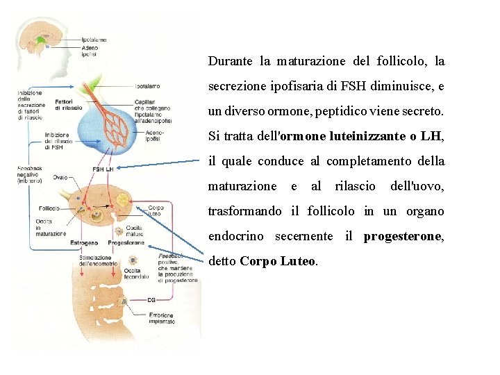 Durante la maturazione del follicolo, la secrezione ipofisaria di FSH diminuisce, e un diverso