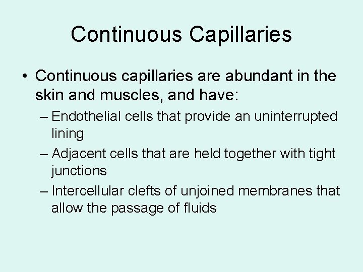 Continuous Capillaries • Continuous capillaries are abundant in the skin and muscles, and have: