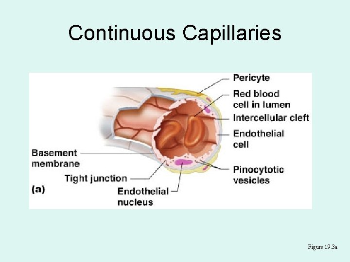 Continuous Capillaries Figure 19. 3 a 