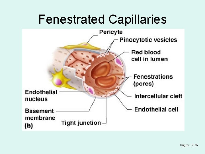 Fenestrated Capillaries Figure 19. 3 b 