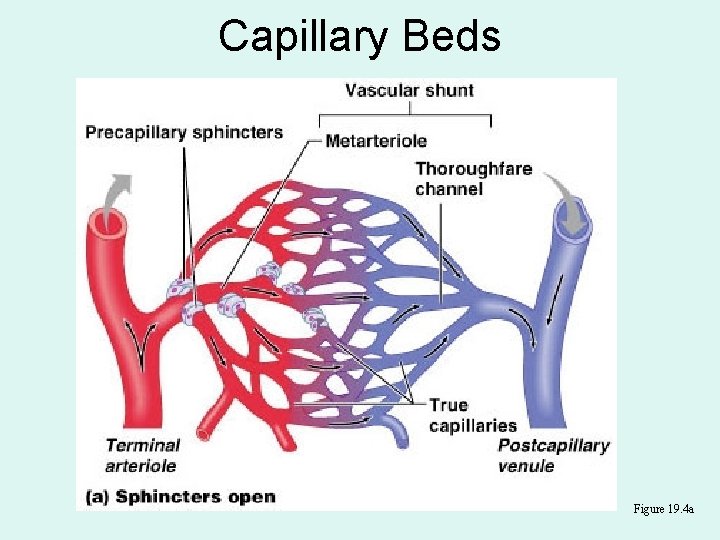 Capillary Beds Figure 19. 4 a 