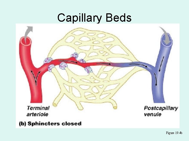 Capillary Beds Figure 19. 4 b 