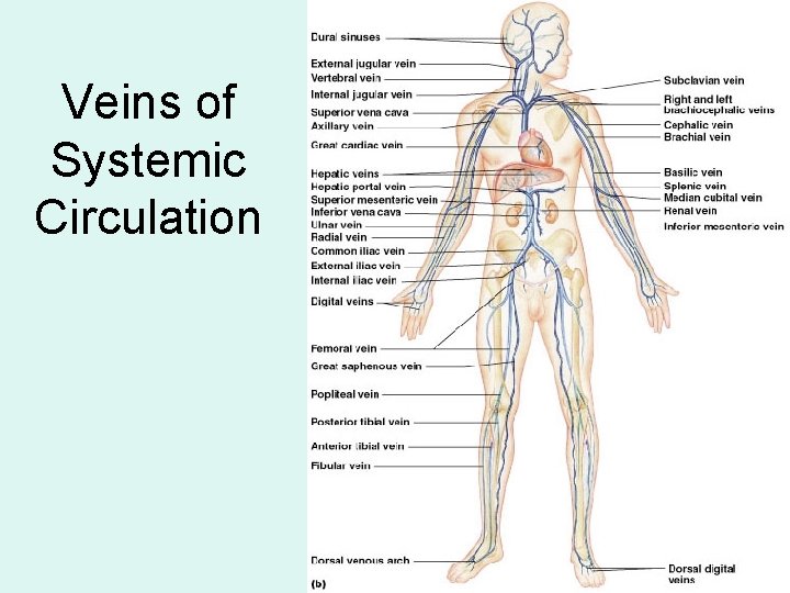 Veins of Systemic Circulation 