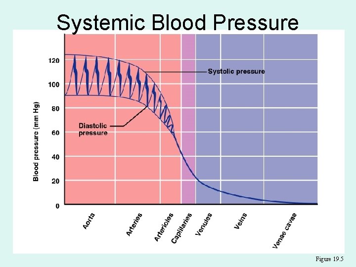 Systemic Blood Pressure Figure 19. 5 