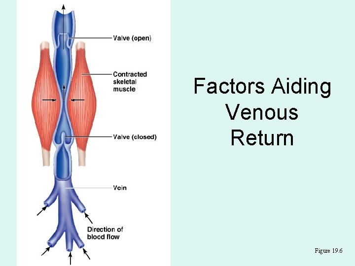 Factors Aiding Venous Return Figure 19. 6 