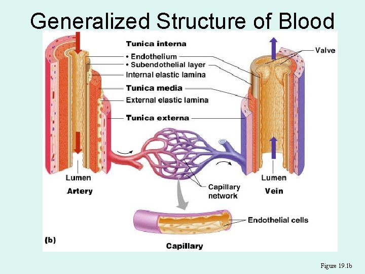 Generalized Structure of Blood Vessels Figure 19. 1 b 