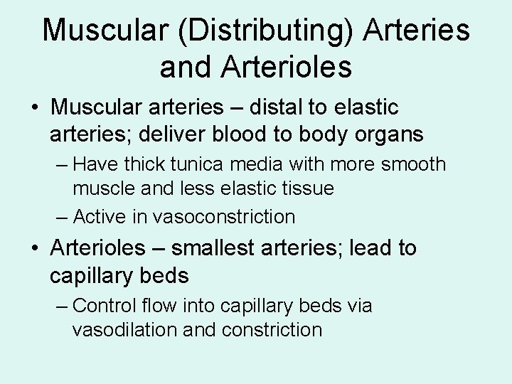 Muscular (Distributing) Arteries and Arterioles • Muscular arteries – distal to elastic arteries; deliver