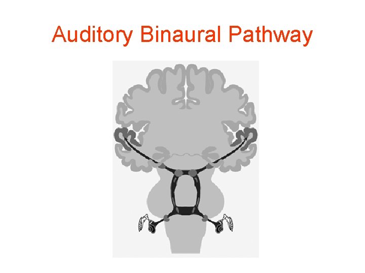 Auditory Binaural Pathway 