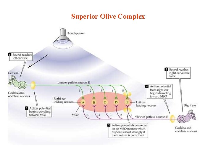 Superior Olive Complex 