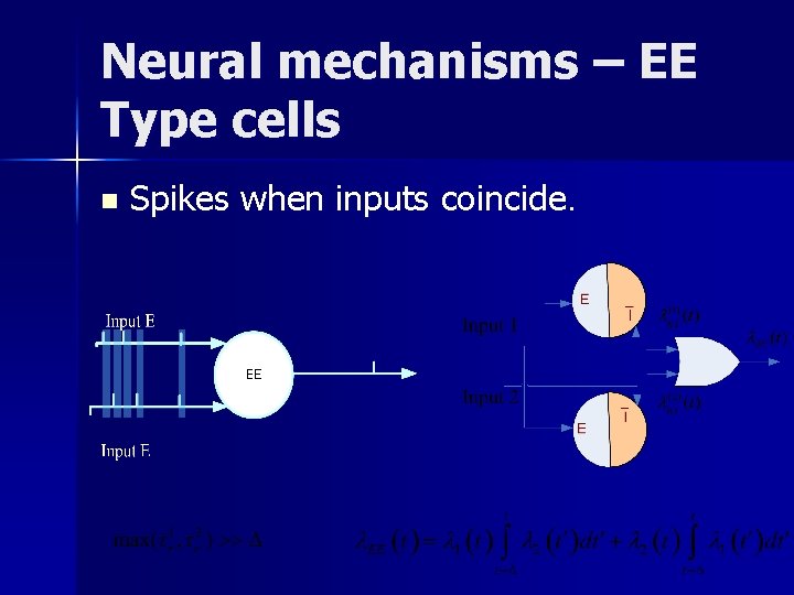 Neural mechanisms – EE Type cells n Spikes when inputs coincide. 