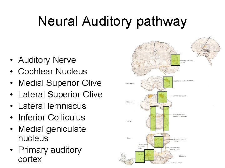 Neural Auditory pathway • • Auditory Nerve Cochlear Nucleus Medial Superior Olive Lateral lemniscus