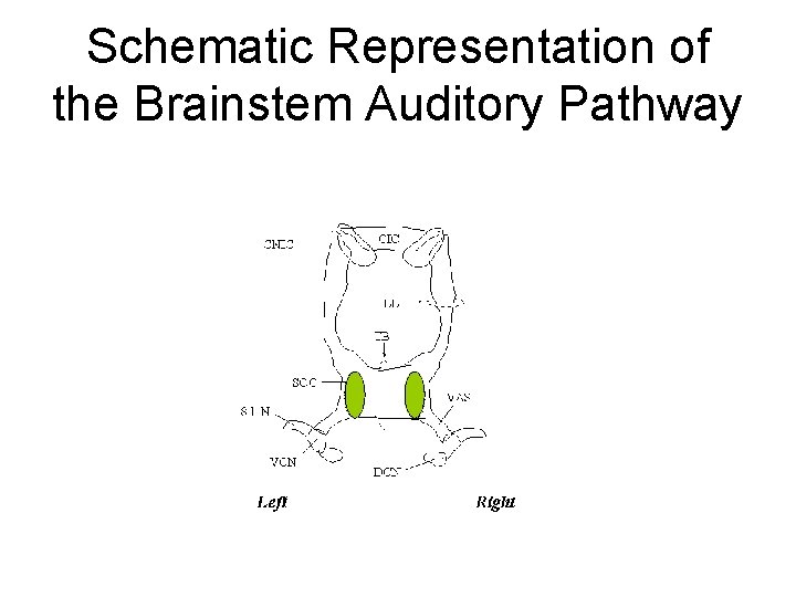 Schematic Representation of the Brainstem Auditory Pathway 