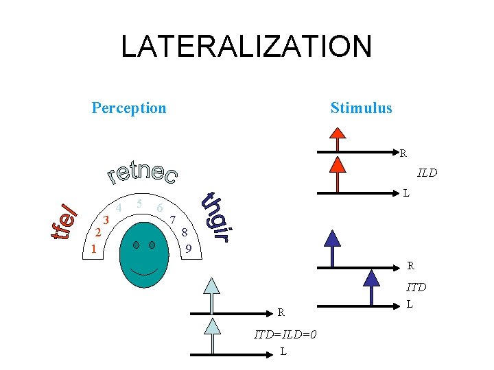 LATERALIZATION Perception Stimulus R ILD 2 1 3 4 5 L 6 7 8