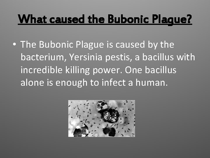 What caused the Bubonic Plague? • The Bubonic Plague is caused by the bacterium,