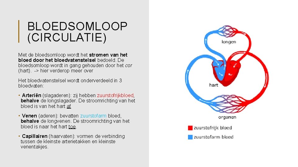 BLOEDSOMLOOP (CIRCULATIE) Met de bloedsomloop wordt het stromen van het bloed door het bloedvatenstelsel