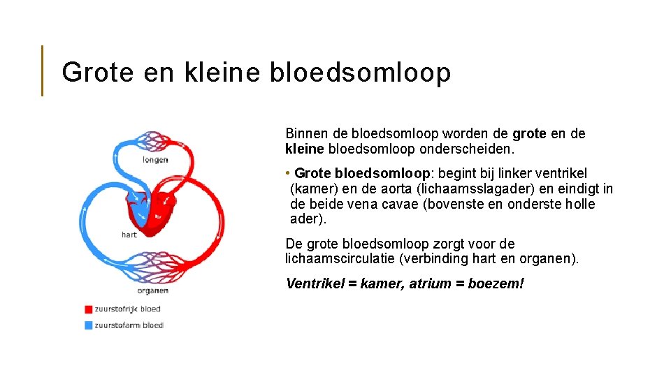 Grote en kleine bloedsomloop Binnen de bloedsomloop worden de grote en de kleine bloedsomloop