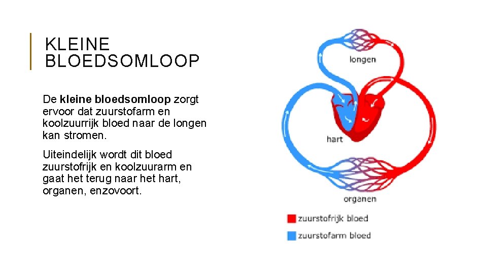 KLEINE BLOEDSOMLOOP De kleine bloedsomloop zorgt ervoor dat zuurstofarm en koolzuurrijk bloed naar de