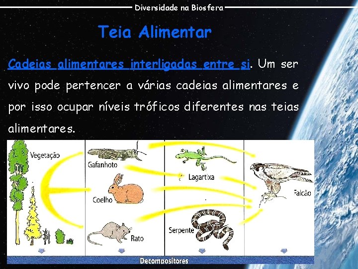 Diversidade na Biosfera Teia Alimentar Cadeias alimentares interligadas entre si. Um ser vivo pode