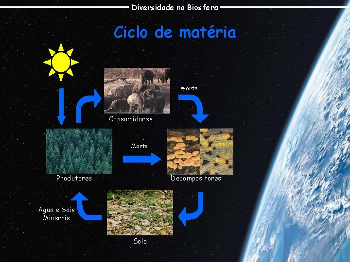 Diversidade na Biosfera Ciclo de matéria Morte Consumidores Morte Decompositores Produtores Água e Sais