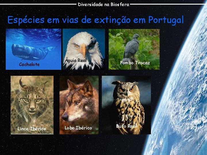 Diversidade na Biosfera Espécies em vias de extinção em Portugal Cachalote Lince Ibérico Águia