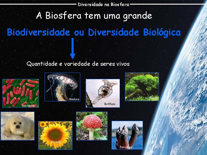 Diversidade na Biosfera A Biosfera tem uma grande Biodiversidade ou Diversidade Biológica Quantidade e