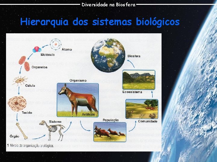 Diversidade na Biosfera Hierarquia dos sistemas biológicos 