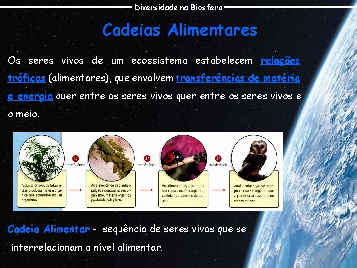 Diversidade na Biosfera Cadeias Alimentares Os seres vivos de um ecossistema estabelecem relações tróficas