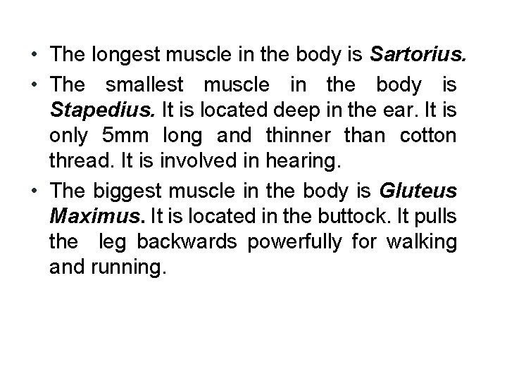  • The longest muscle in the body is Sartorius. • The smallest muscle