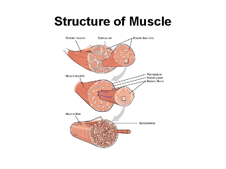 Structure of Muscle 