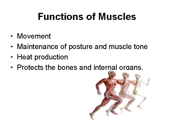 Functions of Muscles • • Movement Maintenance of posture and muscle tone Heat production