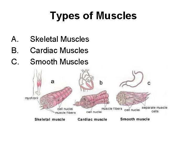 Types of Muscles A. B. C. Skeletal Muscles Cardiac Muscles Smooth Muscles 