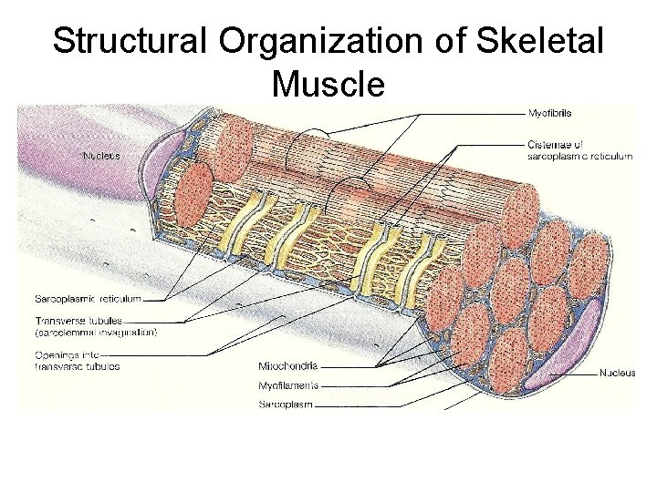 Structural Organization of Skeletal Muscle 