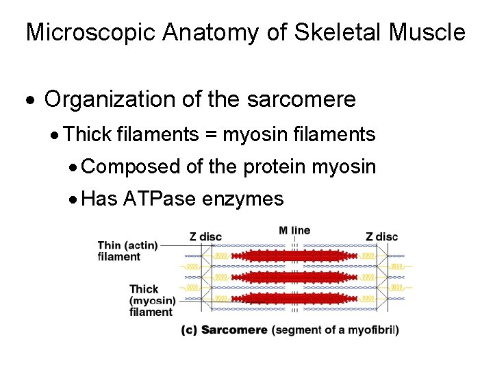 Microscopic Anatomy of Skeletal Muscle · Organization of the sarcomere · Thick filaments =