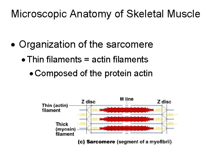 Microscopic Anatomy of Skeletal Muscle · Organization of the sarcomere · Thin filaments =