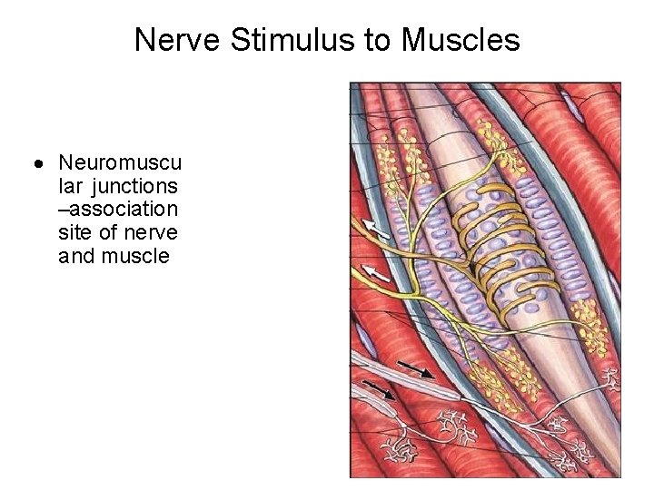 Nerve Stimulus to Muscles · Neuromuscu lar junctions –association site of nerve and muscle