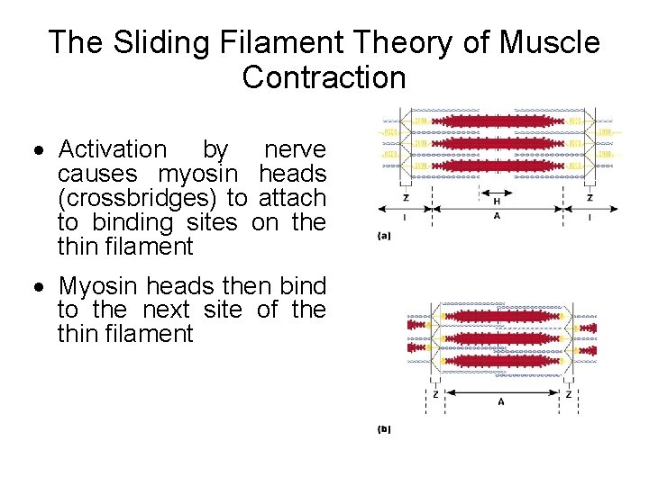 The Sliding Filament Theory of Muscle Contraction · Activation by nerve causes myosin heads