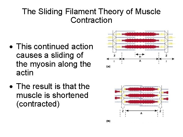 The Sliding Filament Theory of Muscle Contraction · This continued action causes a sliding