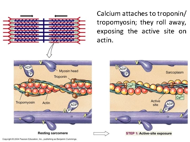 Calcium attaches to troponin/ tropomyosin; they roll away, exposing the active site on actin.