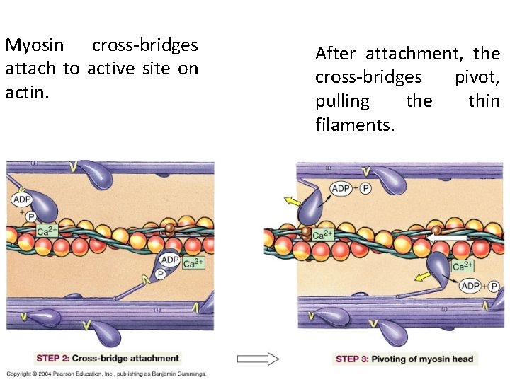 Myosin cross-bridges attach to active site on actin. After attachment, the cross-bridges pivot, pulling