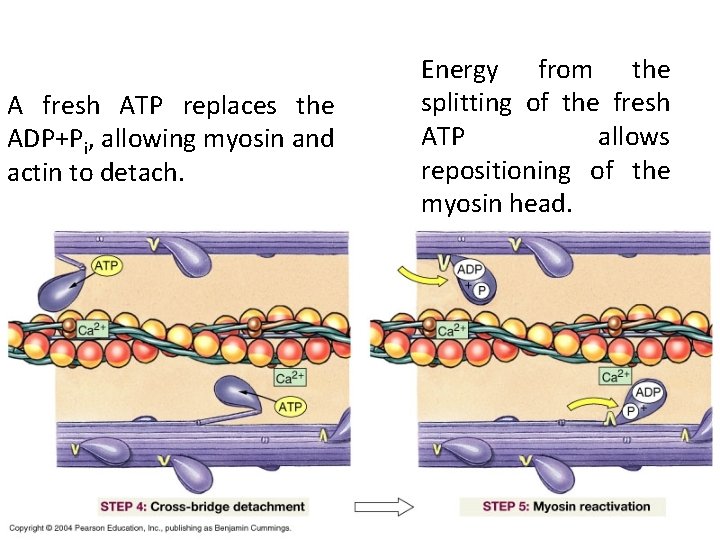 A fresh ATP replaces the ADP+Pi, allowing myosin and actin to detach. Energy from