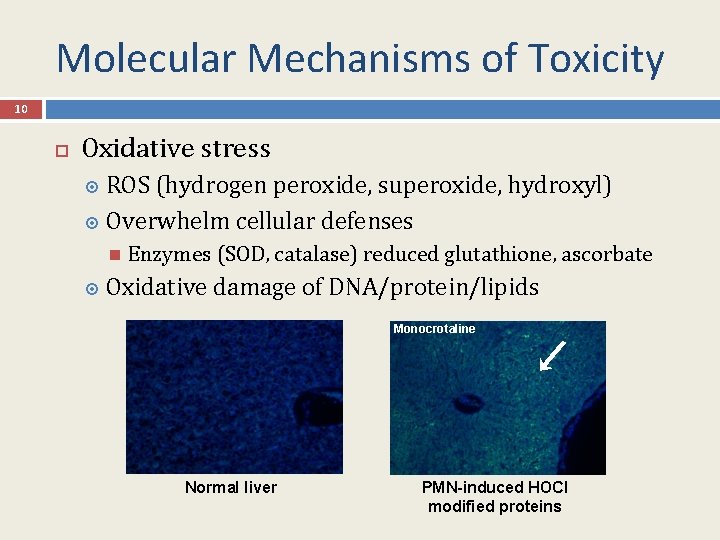 Molecular Mechanisms of Toxicity 10 Oxidative stress ROS (hydrogen peroxide, superoxide, hydroxyl) Overwhelm cellular